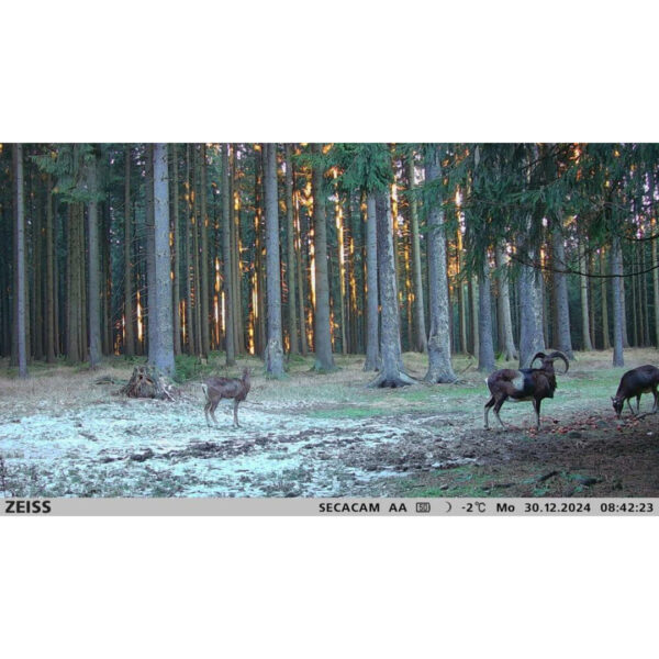 sudecka-ostoja-zeiss-secacam-3-4 Fotopułapka Zeiss Secacam 3