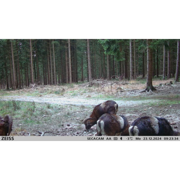 sudecka-ostoja-zeiss-secacam-3-5 Fotopułapka Zeiss Secacam 3